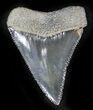Top Quality Fossil Great White Shark Tooth - #24392-1